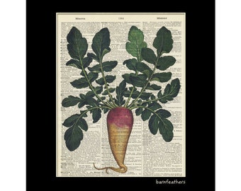 Vintage Dictionary Art Print - Radish - Gardening - Dictionary Page - Book Art Print  - Home Decor No. P127