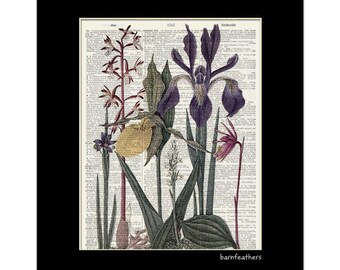 Wildflower Illustration - Vintage Illustration printed on a Dictionary Page - Book Art Print - Home Decor No. P411