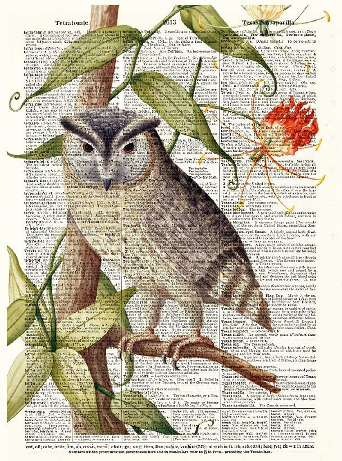 Vintage Owl Illustration Dictionary Art Print Book Page - Etsy