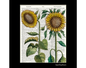 Sunflower Art Print From 1713 on Vintage Dictionary Book Page - Etsy Canada