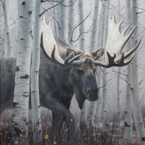 Incredible Moose Painting in Aspen Trees - A Limited Edition Canvas Print Signed by Artist - The best of Western Art for your Beautiful Home