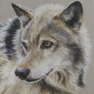 Portrait of a Wolf - Gray Wolf Western Wildlife Art - Giclee Canvas Print Cabin Home Decor Nature Oil Painting - Signed by Artist