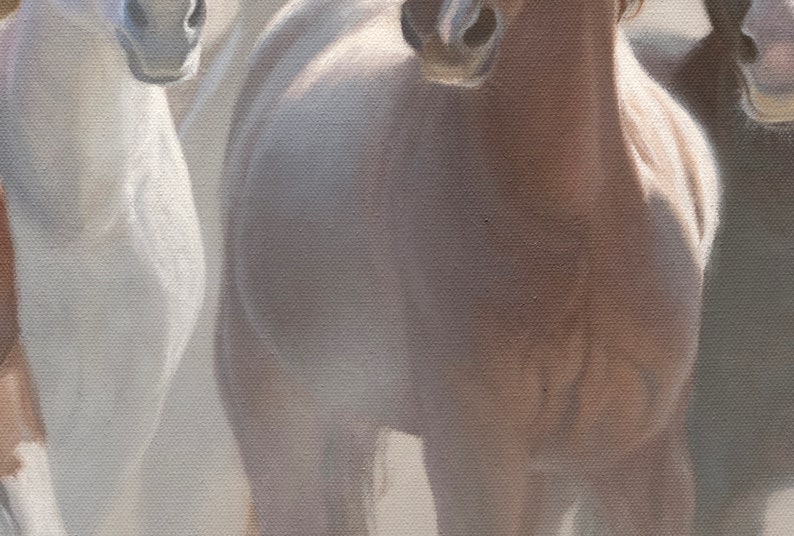 May include: Close-up of three horses' necks and heads. The horse on the left is white, the horse in the center is white with brown markings, and the horse on the right is brown.