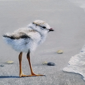 First Dip - Piping Plover Chick Bird Seashore Wildlife Art - Giclee Print Beach and Wetlands Home Decor - Nature Wall Art on Giclee Canvas