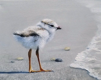 First Dip - Piping Plover Chick Bird Seashore Wildlife Art - Giclee Print Beach and Wetlands Home Decor - Nature Wall Art on Giclee Canvas