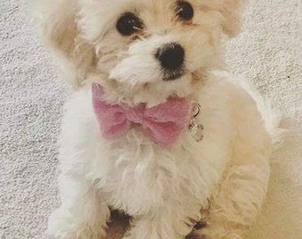 Harris Tweed Fliege Hundehalsband - Rose pink (Rose)