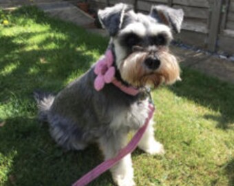 Harris Tweed Flower Hundehalsband & Leine Set - Baby Pink (Rose)