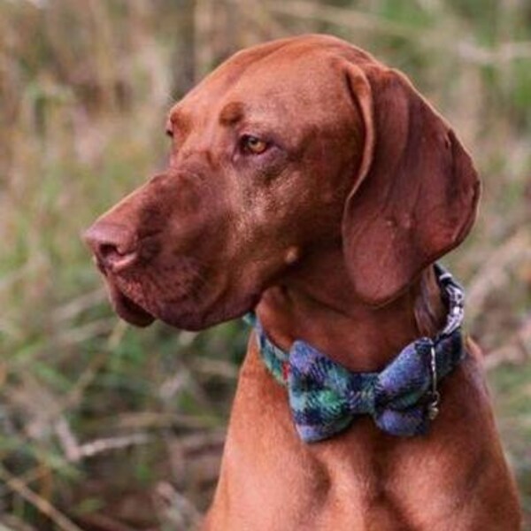 Harris Tweed Bow Tie Dog Collar - Green Check (Grassgreen)