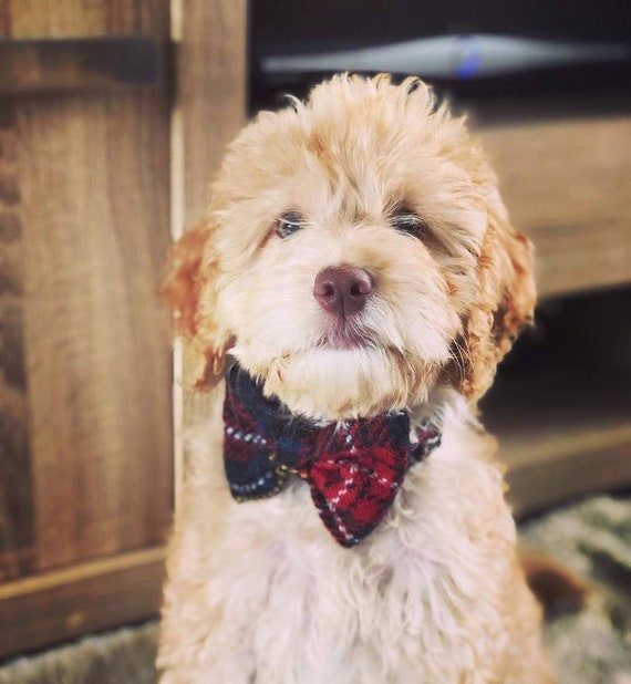 Bowzos Harris Tweed Bow Tie Dog Collar Black Stewart Tartan Etsy