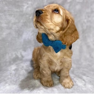 Harris Tweed Bow Tie Dog Collar - Aquamarine Herringbone (Luskentyre)