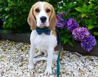 Harris Tweed Bow Tie Dog Collar - Green Check (Thistle)