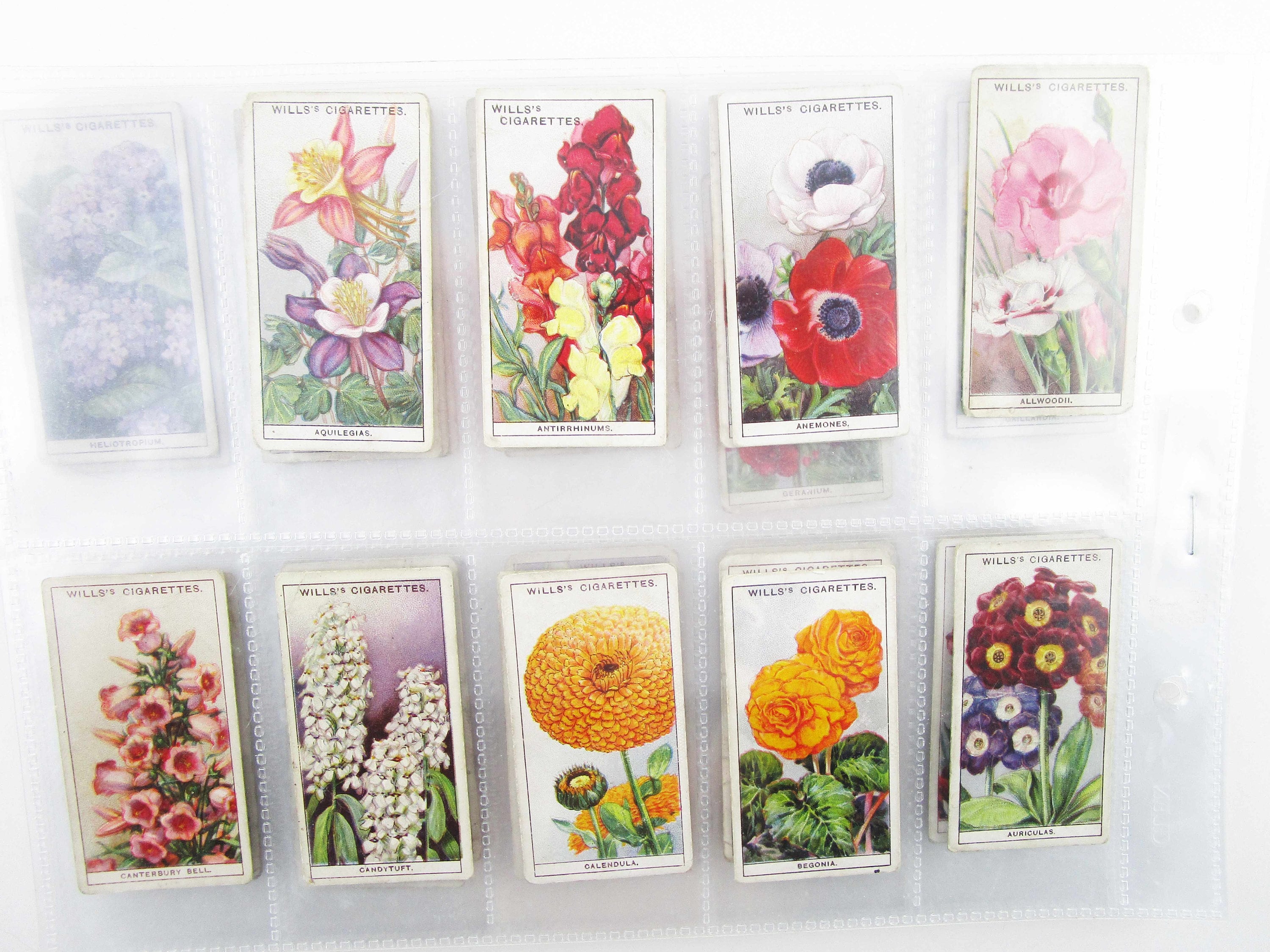 Vintage 1933 'wills' Cigarette Cards' - 36 of 50 - 'garden Flowers' -  Collectible - Garden - Craft, Art, Study - Tobacciana - Flower History