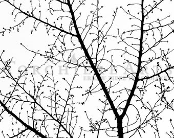 Cherry Tree Silhouette, Winter Cherry Tree Photography, Winter Tree, Black And White Fine Art Photography,