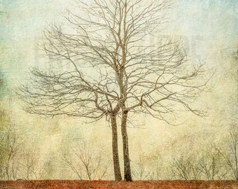 Textured painterly style photograph of two trees growing together to form one tree titled "Unity"