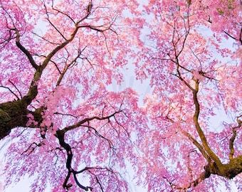 Cherry Blossom Photography, Cherry Blossom Art, Cherry Blossom Print, Cherry Blossoms Picture, Spring Photography, Sakura