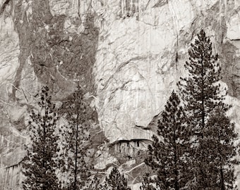 El Capitan and pines Yosemite National Park California Landscape Fine Art Photograph