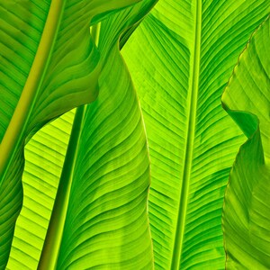 Fotografia artistica di foglie di banana Decorazione tropicale