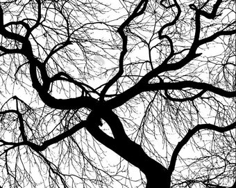 Arbre de Silhouette, érable japonais, photographie de l’arbre, hiver, arbre nu photo impression