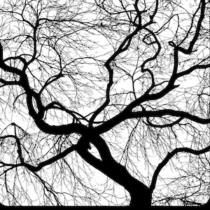 Tree Silhouette, Japanese Maple, Tree Photography, winter tree, Bare tree Photograph print