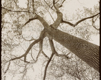 Vintage style photograph of tulip poplar tree.
