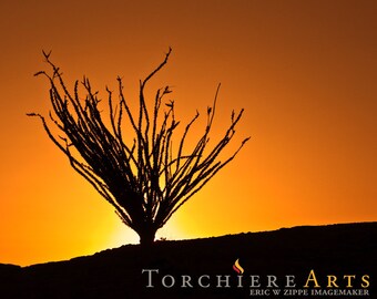 Southwest Photography Ocotillo silhouette with setting sun. 8x10 Art Print