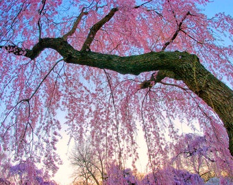 Spring Cherry Blossom color Photograph titled even cherry blossoms. Beautiful Sakura blooms!