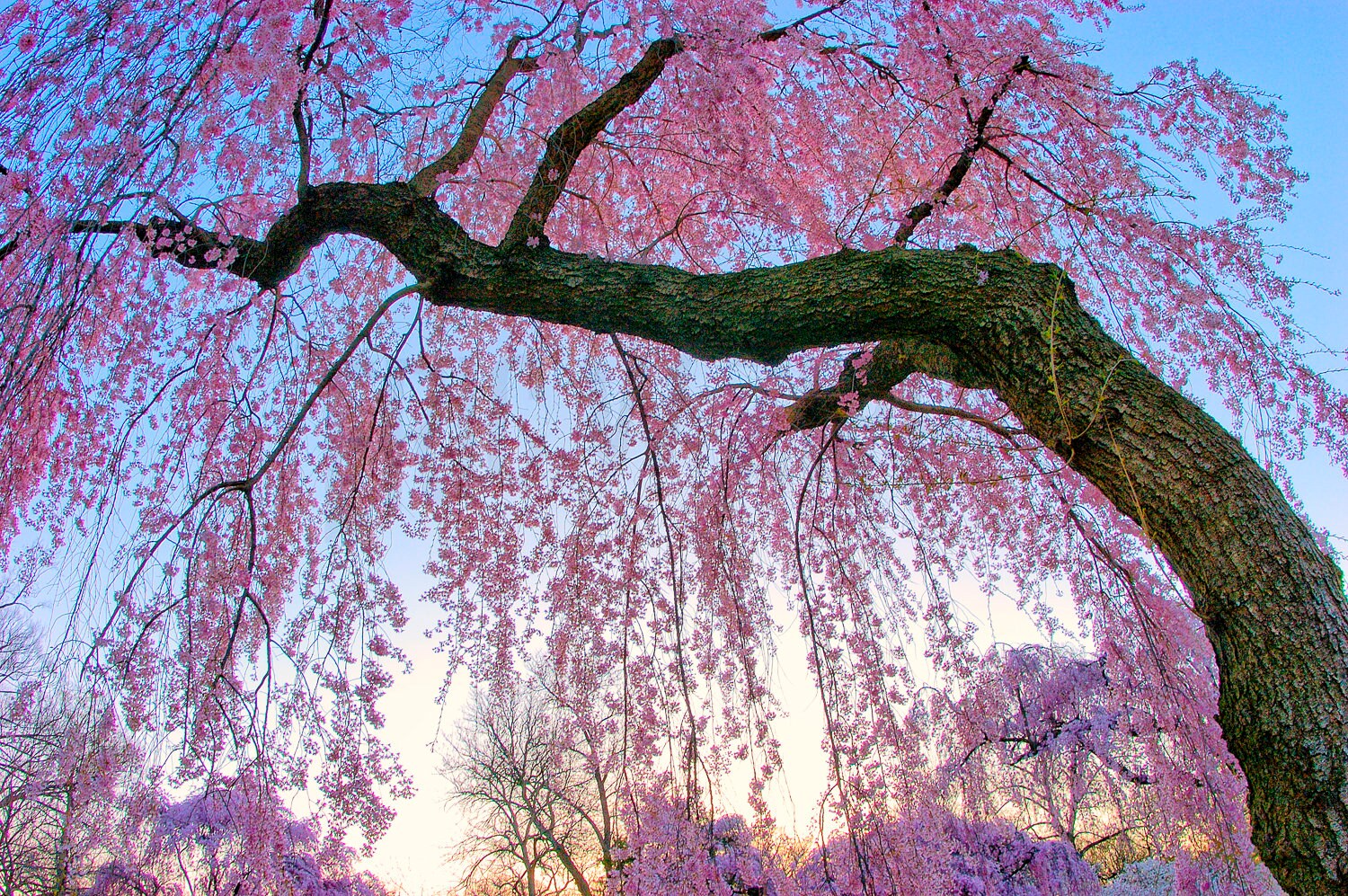 Cherry Blossom Photography Cherry Blossom Art Pink Wall Art | Etsy