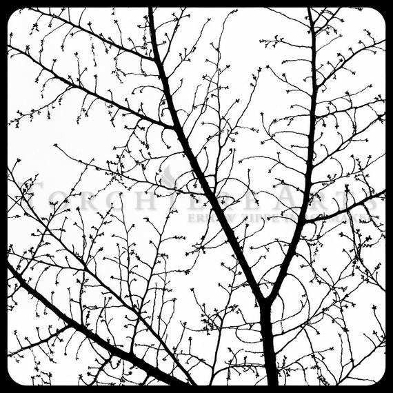 Cherry Tree Silhouette Winter Cherry Tree Photography Winter Etsy Cherry Tree Silhouette Winter Cherry Tree Photography Winter Etsy