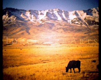 Vintage style color photograph of cattle grazing with the ruby mountains of Nevada in the background.