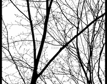 Tree Silhouette, Tree Photography, winter tree, Bare tree Photograph print