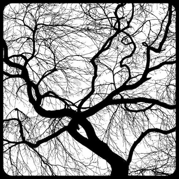 Tree Silhouette Japanese Maple Tree Photography Winter Etsy Tree Silhouette Japanese Maple Tree Photography Winter Etsy