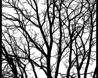 Tree Silhouette, Tree Photography, winter tree, Bare tree Photograph print