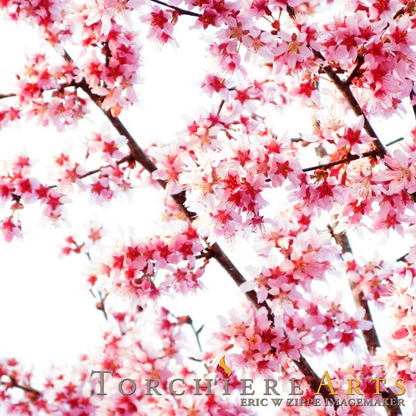 Cherry Blossoms Photography, Spring Photography, Spring Flower Photography, Pink Sakura Flower Print, Cherry Blossom Art, Pink Wall Art