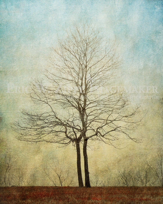 Tree Photography Two Trees Growing Together In Unity Blue Etsy