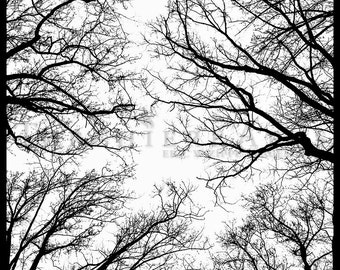 Tree Silhouette, Tree Photography, winter tree, Bare tree Photograph print