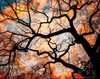 orme, arbre hiver, silhouette, à, coucher soleil, nature, photographie