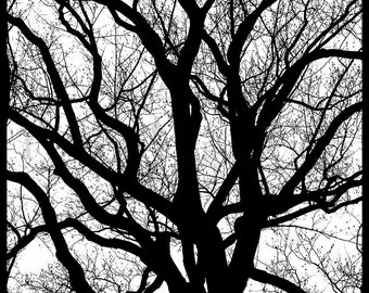 Tree Form Silhouette, Tree Photography, winter tree, Bare tree Photograph print