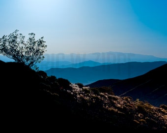 Early morning in Death Valley photograph with blue horizon and mesquite bush silhouette. View looking from California towards Nevada.