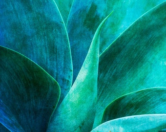 Blue Agave Art, Art du Sud-Ouest, Art mural Aqua, bleu sarcelle Art, photographie de Cactus, Fine Art Photography, photographie de Nature, décor à la maison du désert