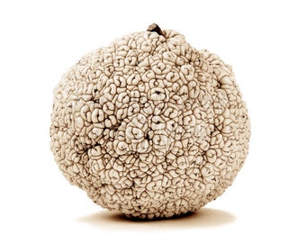 Osage Orange or Hedge Apple Still Life Fruit in Black and White, Fine Art Print