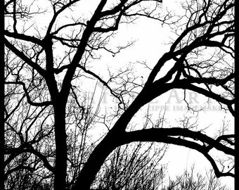 Tree Silhouette, Tree Photography, winter tree, Bare tree Photograph print