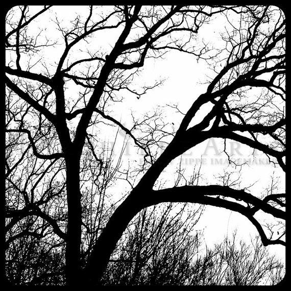 Tree Silhouette Tree Photography Winter Tree Bare Tree Etsy