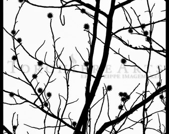 Black And White Tree Silhouette Photography, Tree Photography, Winter Tree Wall Art, Bare Tree Art Print, Sweet Gum Art, Liquidambar