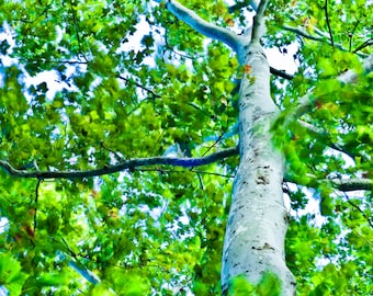 Long exposure photograph of a lush and vibrant sycamore tree dancing in the wind.
