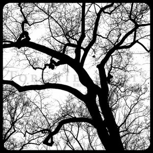 Tree Silhouette, Tree Photography, winter tree, Bare tree Photograph print