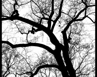 Tree Silhouette, Tree Photography, winter tree, Bare tree Photograph print