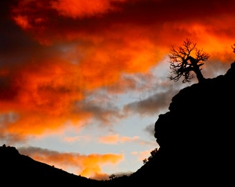 Stunning iconic western sunset with tree silhouette. Photographed in Zion national park.