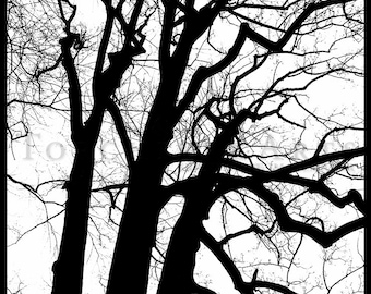 Tree Silhouette, Tree Photography, winter tree, Bare tree Photograph print