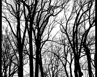 Tree Silhouette, Tree Photography, winter tree, Bare tree Photograph print