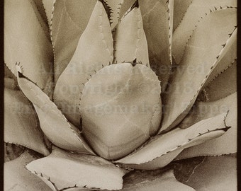 Mexican Agave Print, Agave Art, Southwest Art, Southwest Decor, Southwest Wall Art, Black and White Fine Art Photograph Print, Desert Art